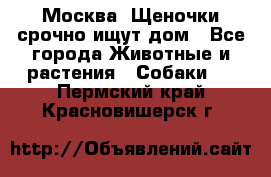 Москва! Щеночки срочно ищут дом - Все города Животные и растения » Собаки   . Пермский край,Красновишерск г.